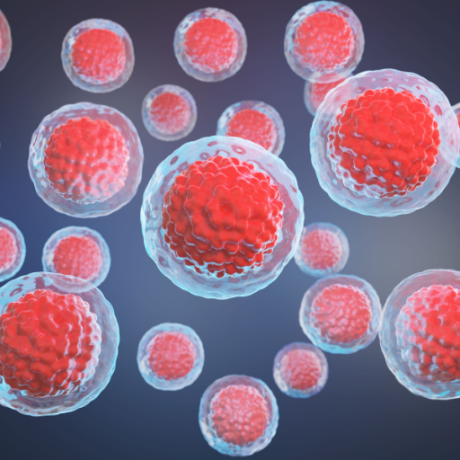 Shock Wave Macrophages Study